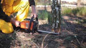 Best Lot and Land Clearing  in Elkin, NC