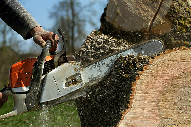 How Our Tree Care Process Works  in  Elkin, NC